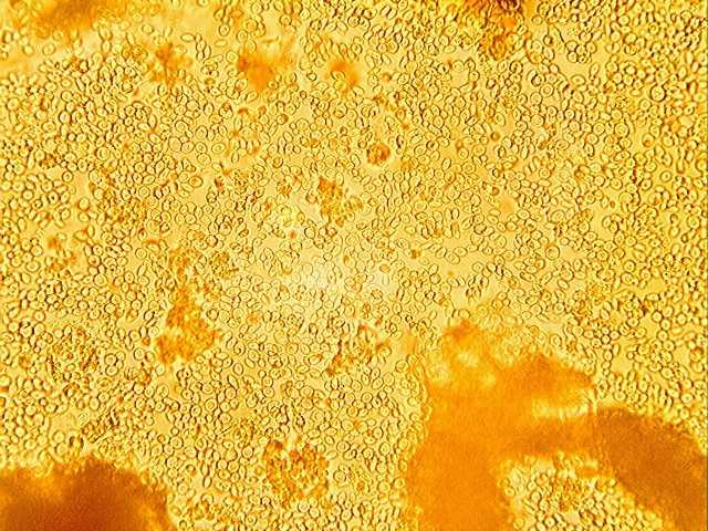 Drożdże alkoholowe do bioetanolu Oenoferm C2, 1 kg